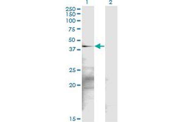 SGK2 antibody  (AA 244-344)