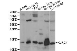 Western blot analysis of extracts of various cell lines, using KLRC4 antibody.