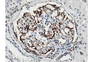 Immunohistochemical staining of paraffin-embedded Human Kidney tissue using anti-LXN mouse monoclonal antibody.
