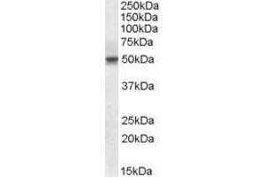 ABIN570940 (1µg/ml) staining of Human Testis lysate (35µg protein in RIPA buffer).