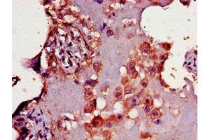IHC image of ABIN7160466 diluted at 1:300 and staining in paraffin-embedded human placenta tissue performed on a Leica BondTM system. (CD33 antibody  (AA 18-259))