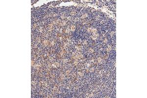 Immunohistochemical analysis of paraffin-embedded human tonsil tissue using (ABIN392759 and ABIN2842210) performed on the Leica® BOND RXm.