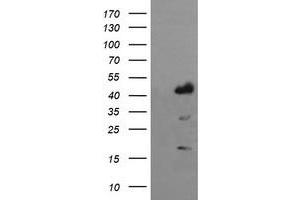 Image no. 1 for anti-Indoleamine 2,3-Dioxygenase 1 (IDO1) antibody (ABIN1498795) (IDO1 antibody)