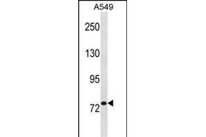 RRM1 Antibody (N-term) (ABIN1881767 and ABIN2838965) western blot analysis in A549 cell line lysates (35 μg/lane).