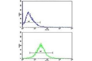Flow cytometric analysis of HepG2 cells using GAPDH antibody (bottom histogram) compared to a negative control cell (top histogram). (GAPDH antibody  (AA 233-259))