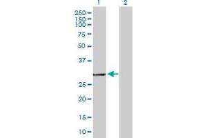 Western Blot analysis of GCH1 expression in transfected 293T cell line by GCH1 MaxPab polyclonal antibody. (GCH1 antibody  (AA 1-250))