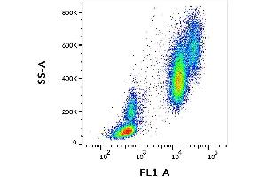 Surface staining of human peripheral blood cells with anti-human CD16 (MEM-154) FITC. (CD16 antibody  (FITC))