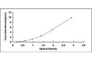 ATP-Binding Cassette, Sub-Family B (MDR/TAP), Member 5 (ABCB5) ELISA Kit