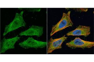ICC/IF Image EML1 antibody [c3], c-term detects EML1 protein at cytoplasm by immunofluorescent analysis. (EML1 antibody  (C-Term))