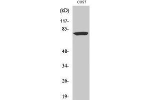 Western Blotting (WB) image for anti-DEAQ Box RNA-Dependent ATPase 1 (DQX1) (C-Term) antibody (ABIN3174819) (DQX1 antibody  (C-Term))