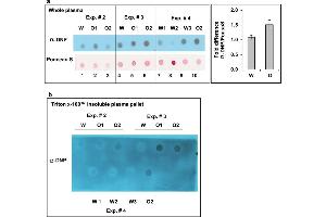 Chronic oxycodone treatment increases protein carbonyl content in rat plasma. (Dinitrophenol antibody)