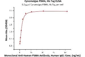 Immobilized Cynomolgus PSMA, His Tag (ABIN6973204) at 2 μg/mL (100 μL/well) can bind Monoclonal A PSMA Antibody, Human IgG1 with a linear range of 0. (PSMA Protein (AA 44-750) (His tag))