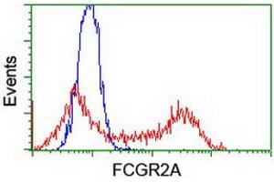 Image no. 2 for anti-Fc gamma RII (CD32) antibody (ABIN1497254) (Fc gamma RII (CD32) antibody)