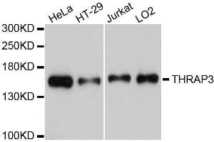 Western blot analysis of extracts of various cell lines, using THRAP3 antibody. (THRAP3 antibody)