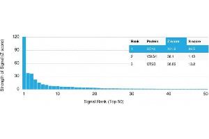 Analysis of Protein Array containing more than 19,000 full-length human proteins using CD14-Monospecific Mouse Monoclonal Antibody (LPSR/2385) Z- and S- Score: The Z-score represents the strength of a signal that a monoclonal antibody (MAb) (in combination with a fluorescently-tagged anti-IgG secondary antibody) produces when binding to a particular protein on the HuProtTM array. (CD14 antibody  (AA 25-148))