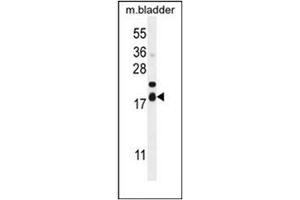 Western blot analysis of FAM162A Antibody (C-term) in mouse bladder tissue lysates (35ug/lane). (F162A antibody  (C-Term))