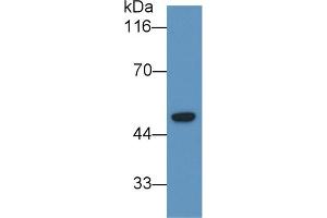 Detection of LCAT in U2OS cell lysate using Monoclonal Antibody to Lecithin Cholesterol Acyltransferase (LCAT) (LCAT antibody  (AA 290-433))