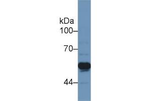 Western Blotting (WB) image for anti-Tumor Necrosis Factor Receptor Superfamily, Member 1A (TNFRSF1A) (AA 43-194) antibody (ABIN1174718)