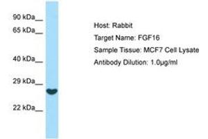 Image no. 1 for anti-Fibroblast Growth Factor 16 (FGF16) (AA 136-185) antibody (ABIN6749988)