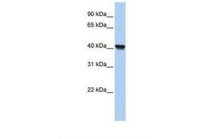 Image no. 1 for anti-Clavesin 1 (CLVS1) (AA 110-159) antibody (ABIN6739389) (Clavesin 1 antibody  (AA 110-159))