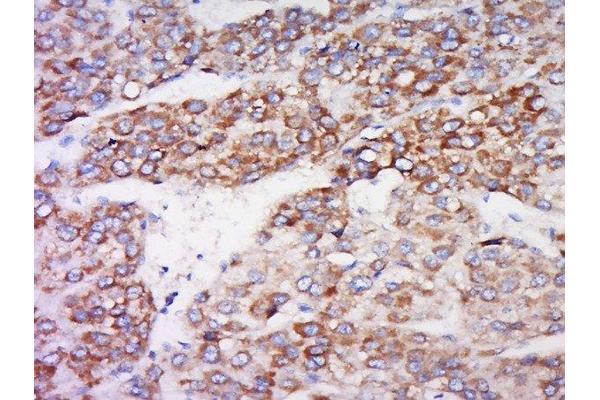 IDO2 antibody  (AA 251-350)