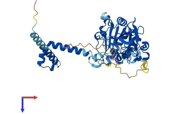 SIRT7 Protein (AA 1-402) (His tag)