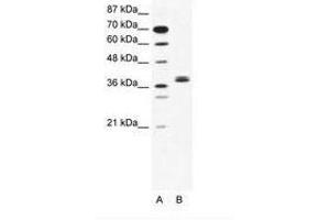 Image no. 1 for anti-Basic Helix-Loop-Helix Family, Member E22 (BHLHE22) (AA 119-168) antibody (ABIN202387)