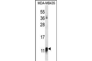 Western blot analysis in MDA-MB435 cell line lysates (35ug/lane). (NDUFAB1 antibody  (C-Term))