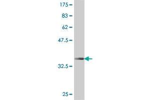 Western Blot detection against Immunogen (37 KDa) . (EYS antibody  (AA 309-407))