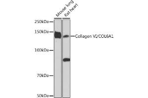 COL6A1 antibody