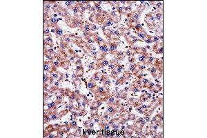 TAGLN2 Antibody (C-term) ((ABIN657984 and ABIN2846931))immunohistochemistry analysis in formalin fixed and paraffin embedded human liver tissue followed by peroxidase conjugation of the secondary antibody and DAB staining. (TAGLN2 antibody  (C-Term))