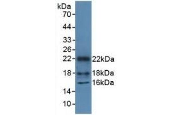 HMGN1 antibody  (AA 1-96)