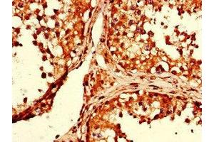 Immunohistochemistry of paraffin-embedded human testis tissue using ABIN7154134 at dilution of 1:100 (GAPDH antibody  (AA 2-335))