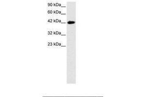 Image no. 3 for anti-BarH-Like Homeobox 2 (BARHL2) (AA 165-214) antibody (ABIN6735794)
