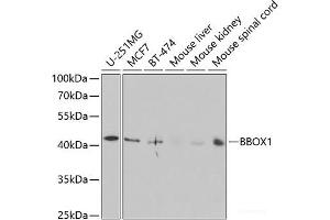 Western blot analysis of extracts of various cell lines using BBOX1 Polyclonal Antibody at dilution of 1:1000. (BBOX1 antibody)