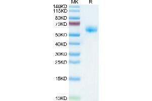 Human NKG2A&CD94 on Tris-Bis PAGE under reduced condition. (NKG2A & CD94 (AA 100-233) protein (Fc Tag,DYKDDDDK Tag))