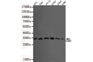 Western blot detection of CDK5(N-terminus) in 3T3,Hela,PC-12,COS7,Jurkat and K562 lysates using Cdk5 mouse mAb (1:500 diluted). (CDK5 antibody  (N-Term))