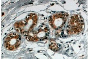 ABIN185147 (4µg/ml) staining of paraffin embedded Human Breast. (SNX5 antibody  (C-Term))