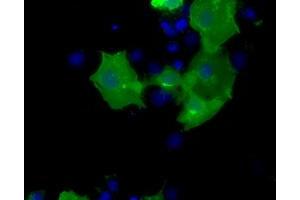 Anti-CD5 mouse monoclonal antibody (ABIN2452889) immunofluorescent staining of COS7 cells transiently transfected by pCMV6-ENTRY CD5 (RC206494). (CD5 antibody)