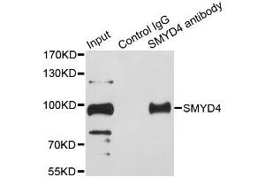 Immunoprecipitation analysis of 200ug extracts of HeLa cells using 1ug SMYD4 antibody. (SMYD4 antibody  (AA 1-260))