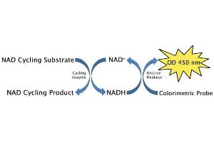 NAD+/NADH Cycling Assay Principle. (NAD+/NADH Assay Kit)