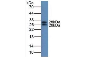 Western blot analysis of Mouse Serum. (IGFBP7 antibody  (AA 88-281))