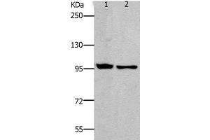 Western Blot analysis of HT-29 and SKOV3 cell using NFκB-p100 Polyclonal Antibody at dilution of 1:800 (NFKB2 antibody)