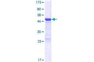 FAM102A Protein (AA 1-242) (GST tag)