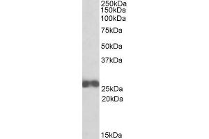 ABIN571209 (0. (ARHGDIB antibody  (N-Term))
