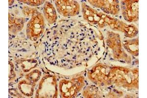 Immunohistochemistry of paraffin-embedded human kidney tissue using ABIN7147230 at dilution of 1:100
