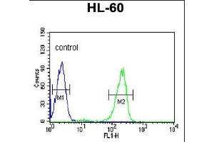 SNRPD1 Antibody (C-term) (ABIN389355 and ABIN2839461) flow cytometric analysis of HL-60 cells (right histogram) compared to a negative control cell (left histogram). (SNRPD1 antibody  (C-Term))