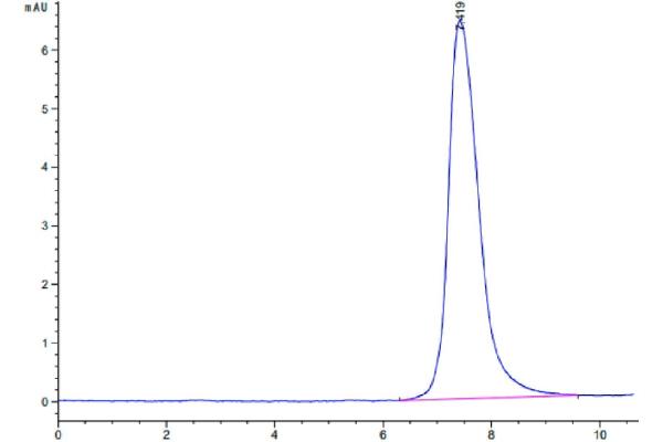 PLVAP Protein (AA 49-442) (His tag)