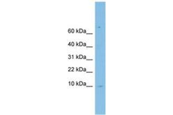 LSM6 antibody  (C-Term)