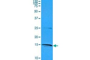 Western blot analysis of Jurkat cell lysate (35 ug) with IL32 monoclonal antibody, clone AT2F9  at 1 : 1000 dilution. (IL32 antibody  (AA 1-131))
